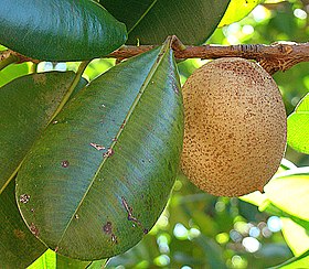 Ramo de Abricó da Amazônia com folhas e fruto na Nicarágua