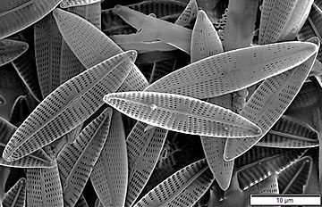 Marine diatoms SEM2.jpg
