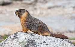 Gulbuget murmeldyr i Yosemite