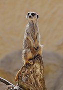 Suricate