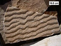 Fossils of wave ripple marks with a microbial mat fossil on its surface.