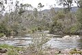 Murray River bei Tom Groggin