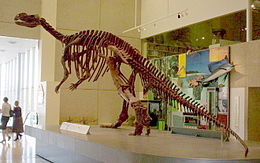 A Muttaburrasaurus csontváza a Queensland Museumban