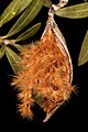 キョウチクトウ（キョウチクトウ科）の裂開した袋果と種子