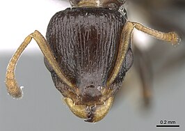 Nesomyrmex humerosus