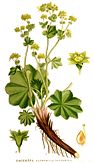 Gewöhnlicher Frauenmantel (Alchemilla vulgaris)