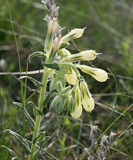 Onosma echioides