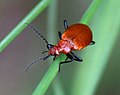 Escarabajo color cobre.