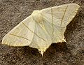 Ourapteryx sambucaria (Linnaeus, 1758)