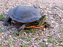 An adult specimen pointed straight with its head raised and facing towards its left