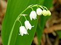 ЂУРЂЕВАК - цветови: бели, звонасти, висећи, у гроздастим цвастима, цвета у пролеће