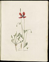 Koninklijke Bibliotheek: Papaver uit de Flora Batava