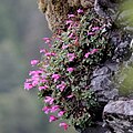 Flowers of Penstemon rupicola