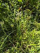 Platanthera integrilabia