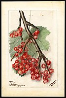 Image of the Perfection variety of gooseberries (scientific name: Ribes), with this specimen originating in Rochester, Monroe County, New York, United States. (1903)