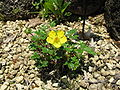 Potentilla cuneata