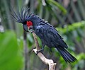 Palm cockatoo