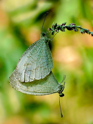 Спаривающая пара бабочек Leptosia nina из семейства белянок.