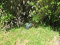 Ptica takahē ili krupnokljuna sultanka, u utočištu za divlje životinje Karori ili Zealandia u blizini Wellingtona