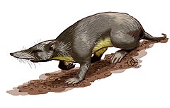 Puerto Rican shrew.jpg