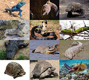 Reptiles 2021 collage.jpg