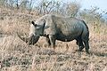 Rhinoceros male 2003.jpg