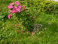 台大振興草坪旁，艷紫杜鵑下的一片通泉草。——通泉草條目