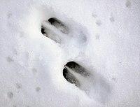 http://upload.wikimedia.org/wikipedia/commons/thumb/4/43/Roe_deer_track03.jpg/200px-Roe_deer_track03.jpg