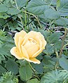 Rosa 'Golden Celebration'.