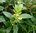 Rubia fruticosa