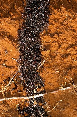 Колонна муравьёв
