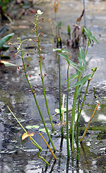 Miniatura para Sagittaria montevidensis