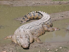 Кикириклӗ крокодил