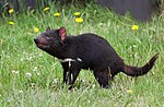 Tasmanya canavarı için küçük resim