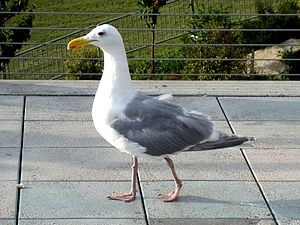 Glaucous-winged Gull Larus glaucescens picture...