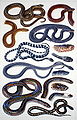 South-East Asian snakes (watercolour and gouache on paper)