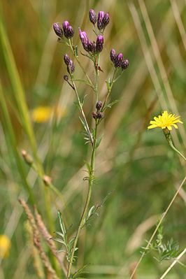 Zaagblad (plant)