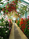 Gallery of geraniums and fuchsias