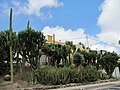 Noch mal Saguaro (links)? Der Rest sollten Kanaren-Wolfsmilch (Euphorbia canariensis), Drachenbäume (Dracaena draco) und Echinocactus cf. grusonii sein. Außerdem Euphorbia candelabrum