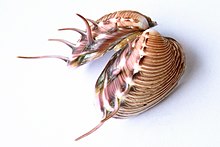 Shell Costa Rica.JPG