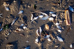 Фотография десятков мертвых моллюсков, лежащих в грязи.