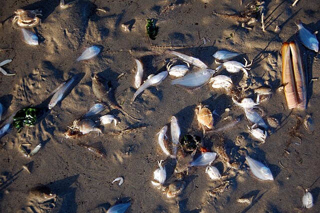 Photo of dozens of dead shellfish lying atop mud.
