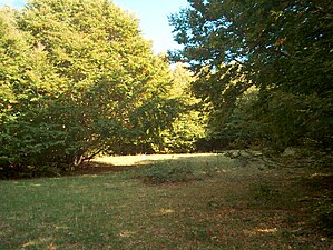 La forêt de Sila.