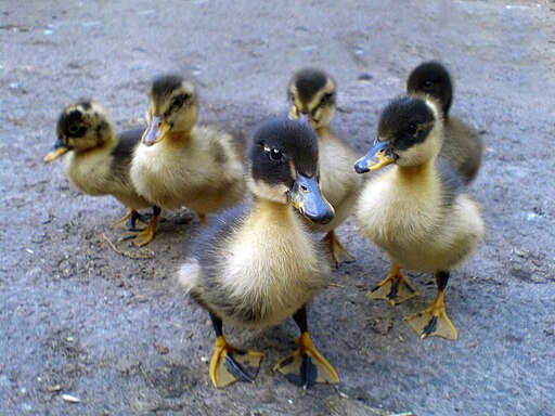 six very young fluffy ducklings, yellow with black stripes