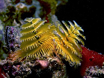 Panaches d'un spirobranche sapin de Noël jaune dans les eaux d’Haïti. (définition réelle 2 407 × 1 805)