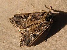 Spodoptera littoralis.JPG