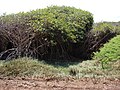 Mangrove de Rhizophora mangle