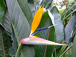 Pompás papagájvirág (Strelitzia reginae)