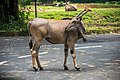 Common eland