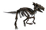 Thumbnail for Dracorex